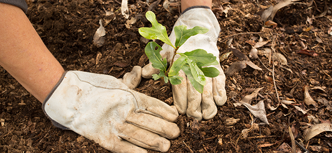 Plant a tree, a garden, or flowers