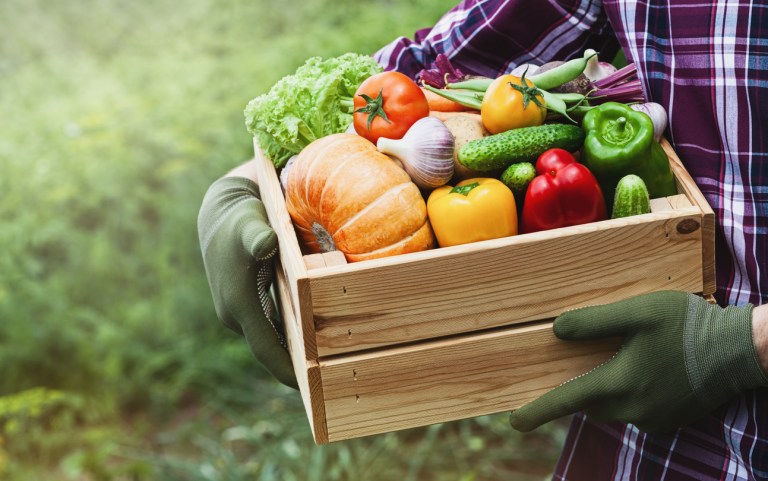 From Garden to Table: Low Carb Garden